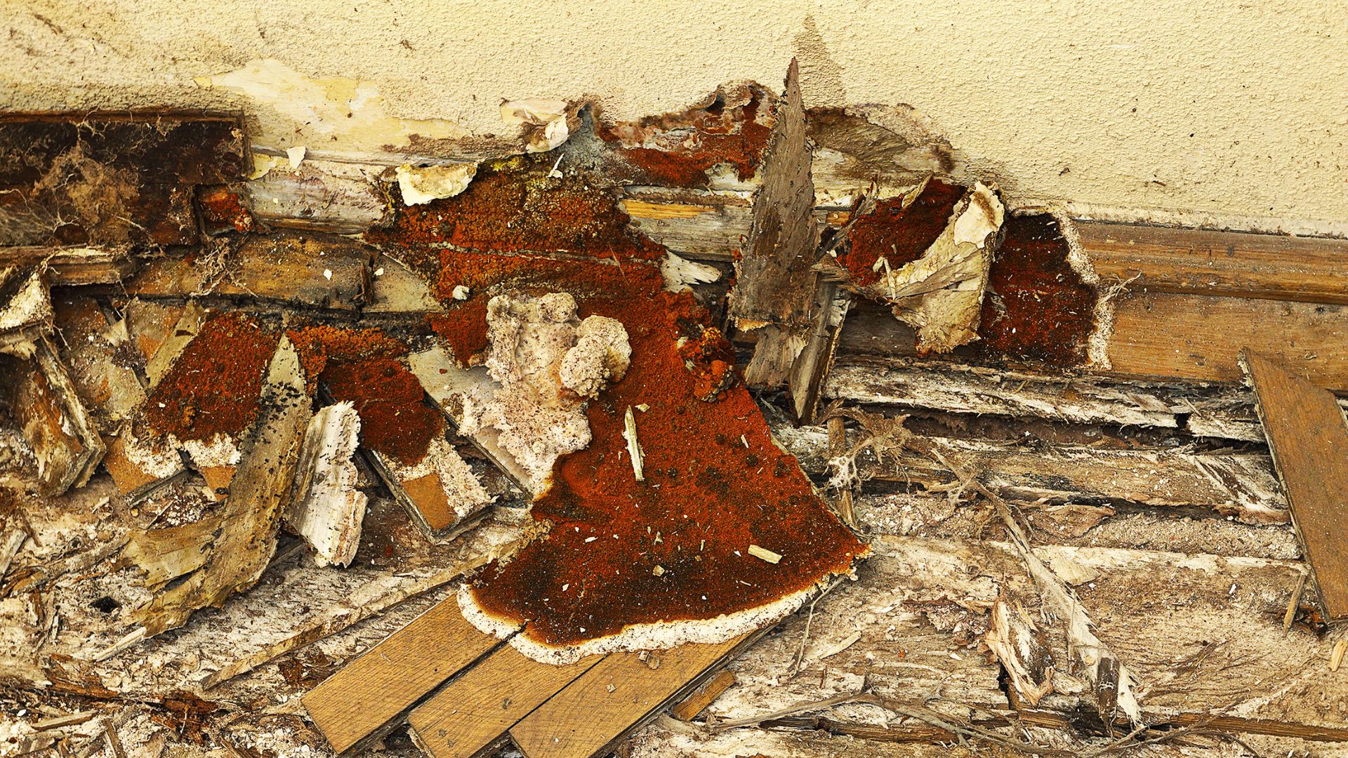 Severely damaged wooden floorboards with visible rot, mold, and fungal growth caused by prolonged moisture exposure near a wall.