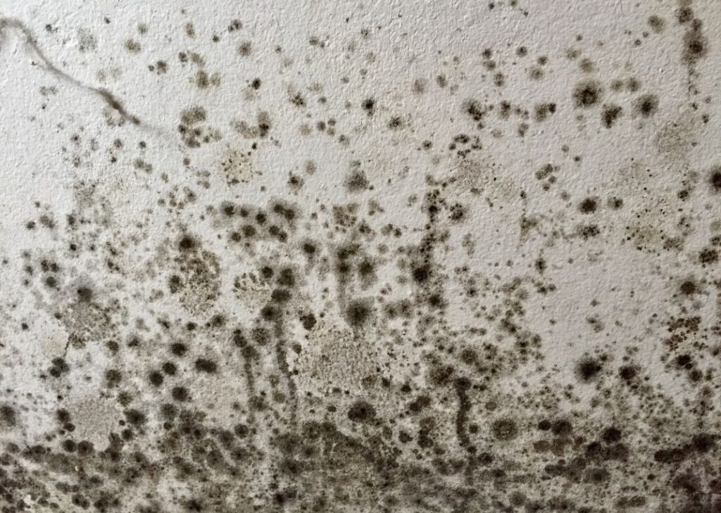 mould on walls in derby