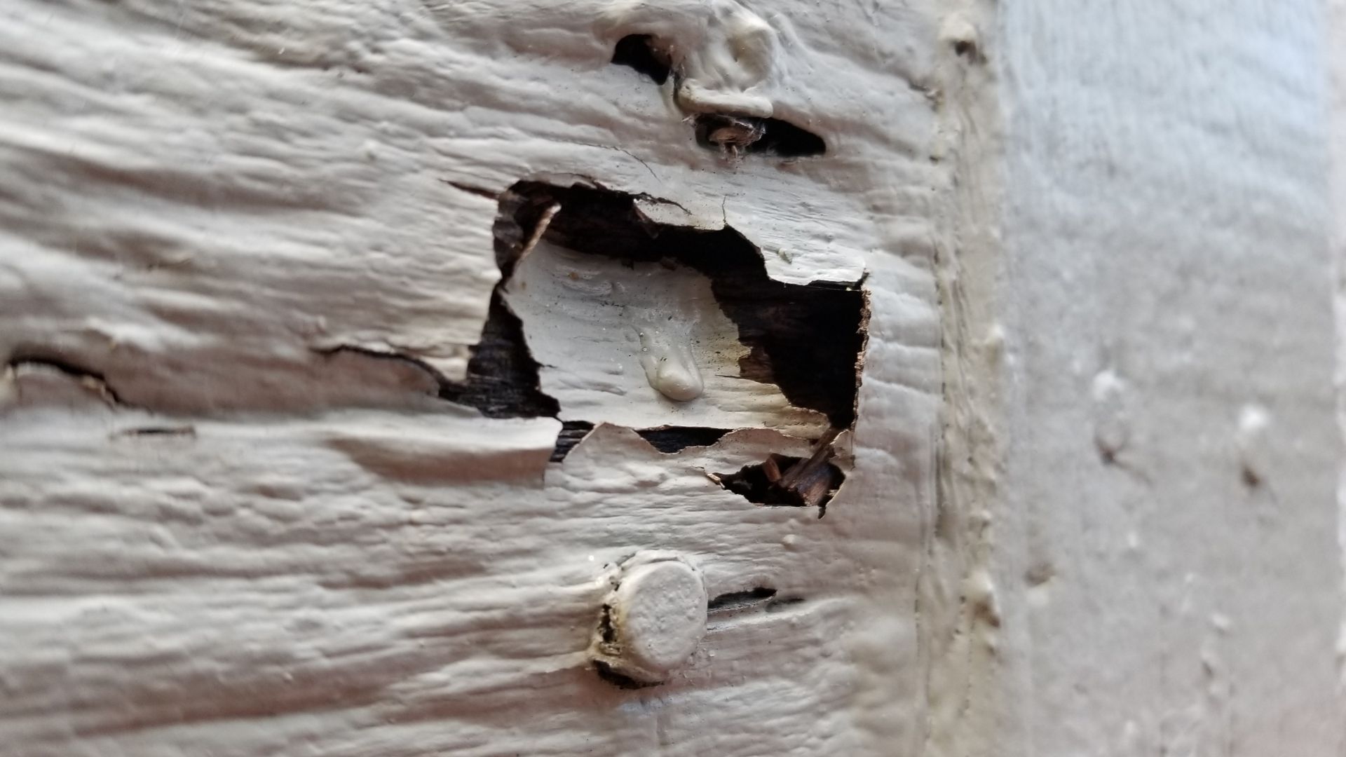 Dry Rot Treatment Services | Free Timber Survey