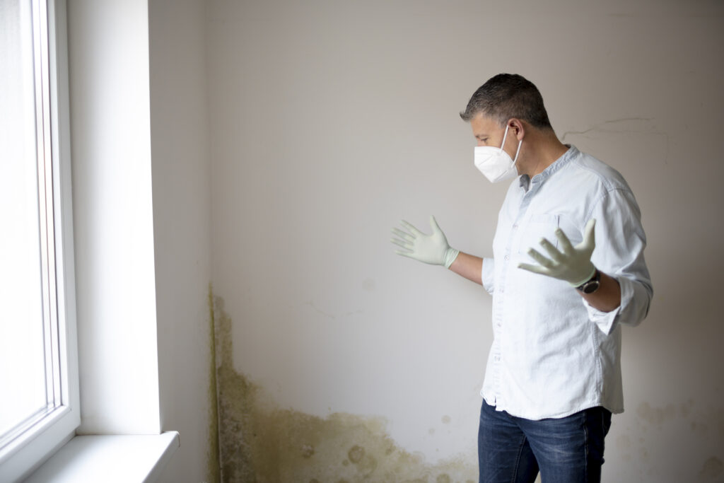 mould survey