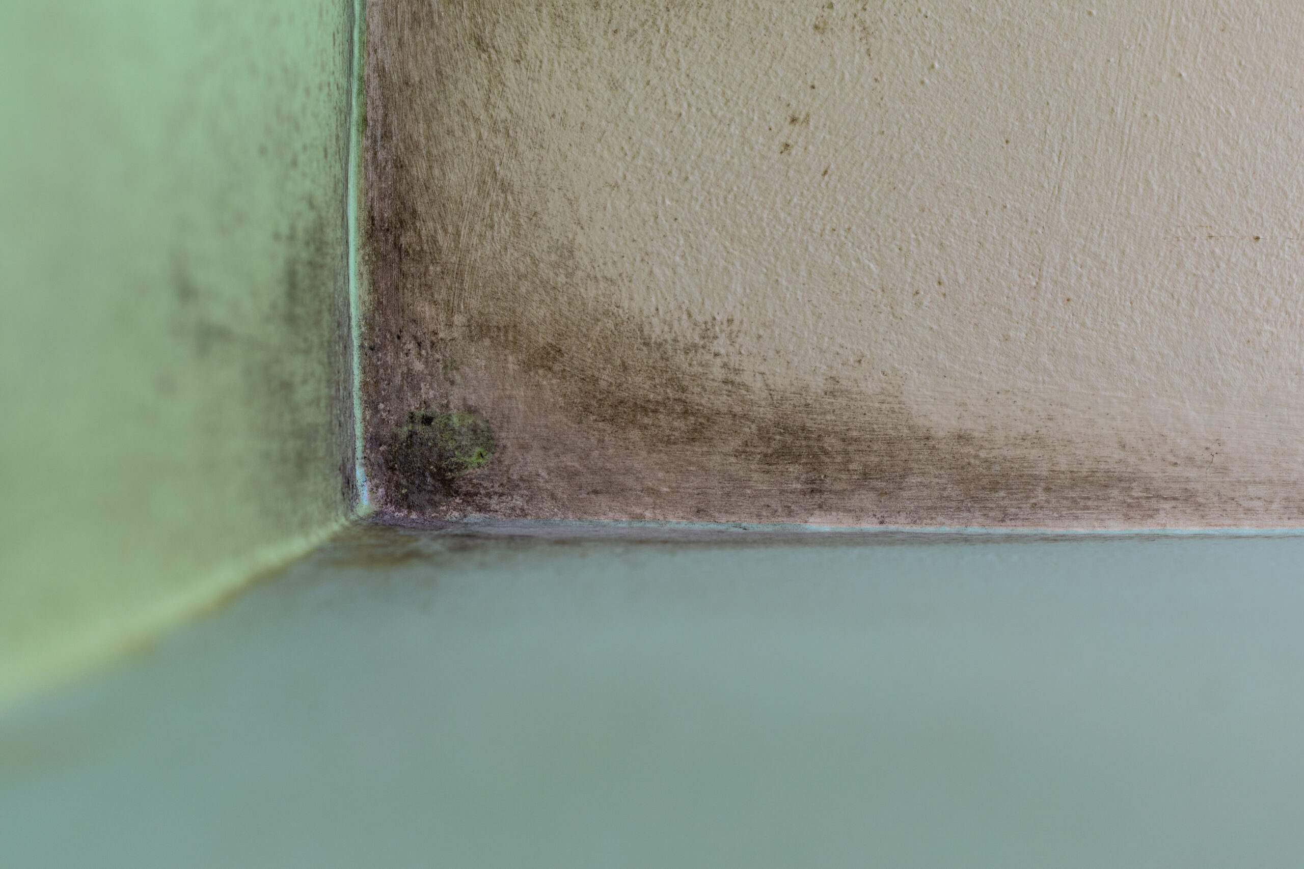 penetrating damp