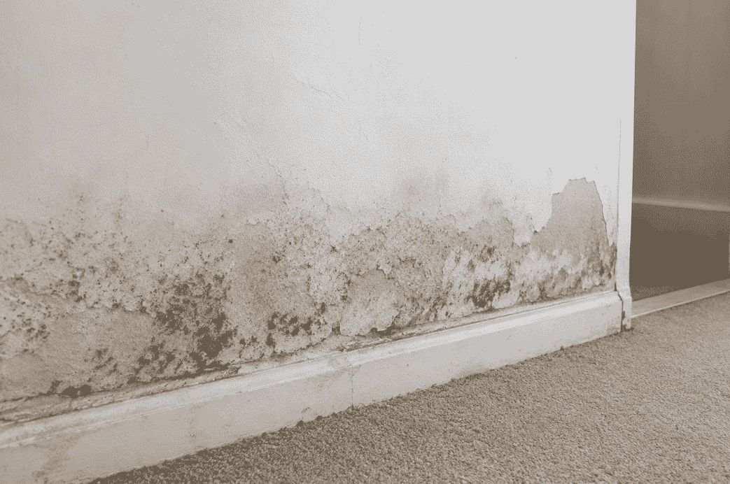 Interior wall affected by mould growth and damp damage, showing black mould patches, discoloured plaster, and moisture staining above the skirting board.