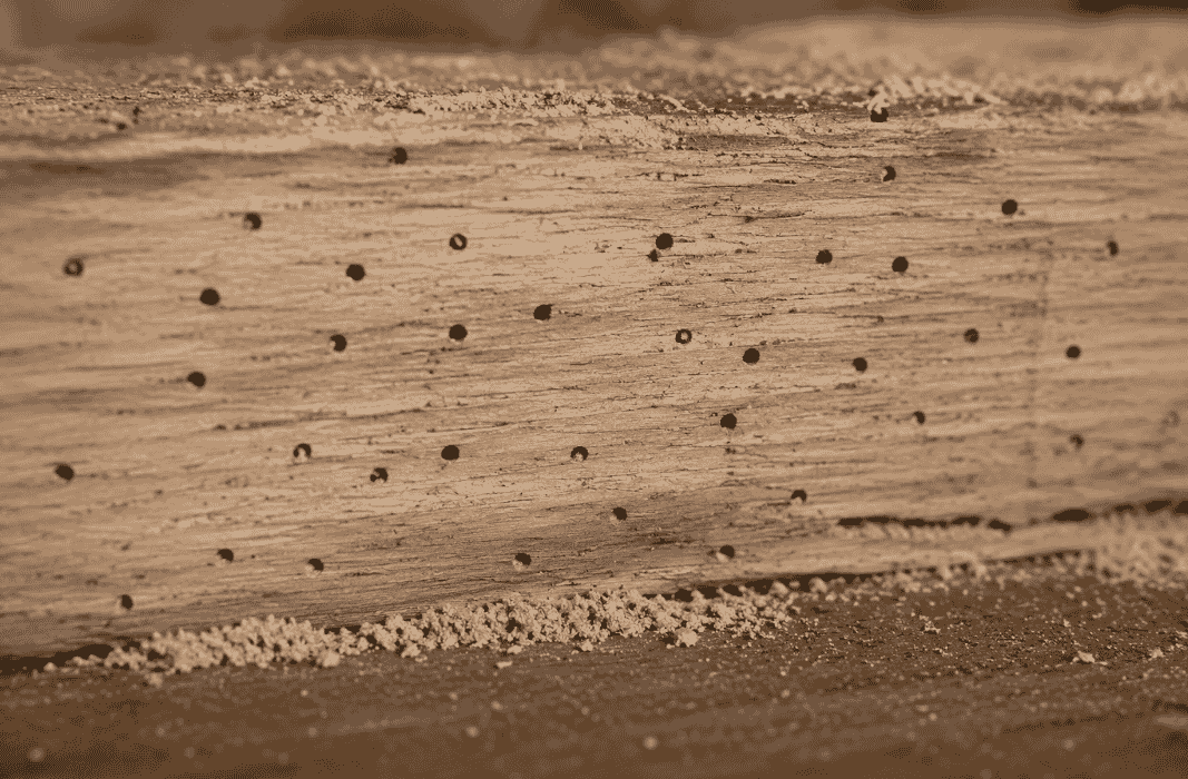 Close-up of timber affected by woodworm, showing numerous small round exit holes and fine bore dust scattered beneath the wood surface.